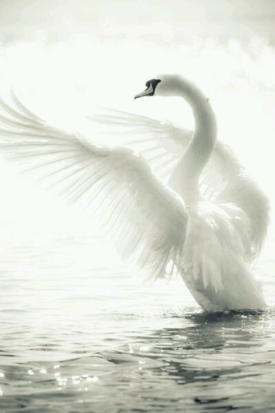 Swan