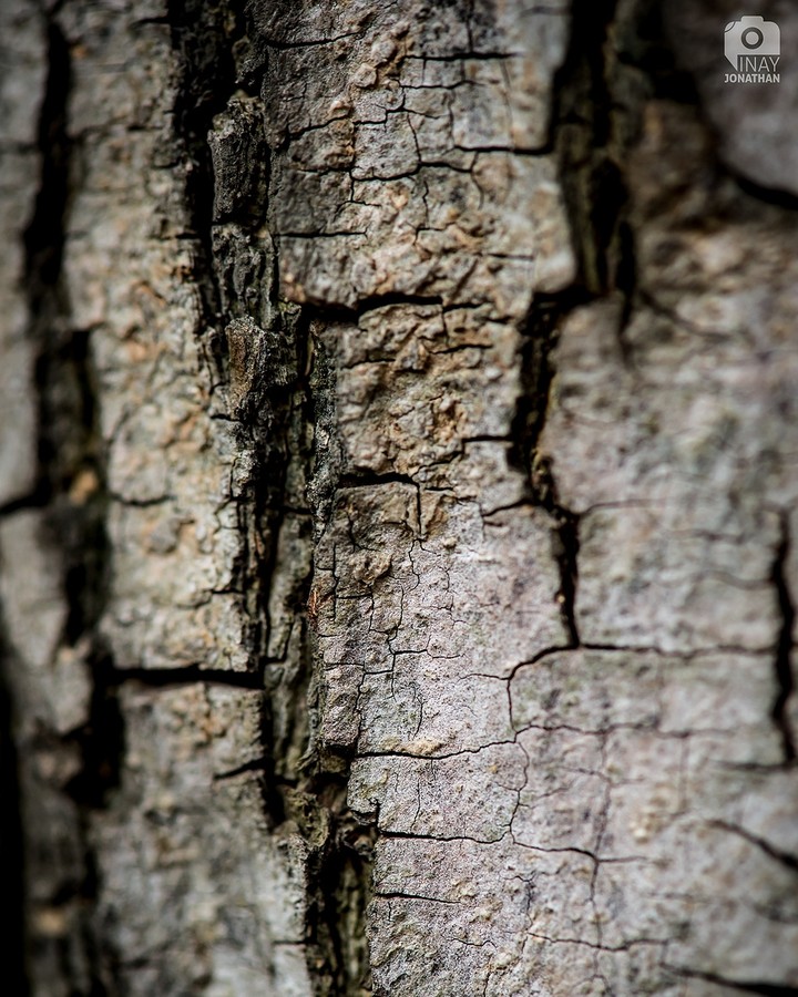 Nature Patterns