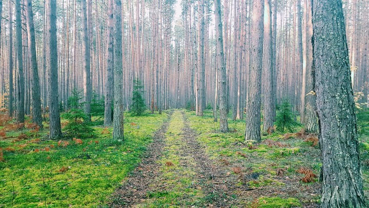 Forest
