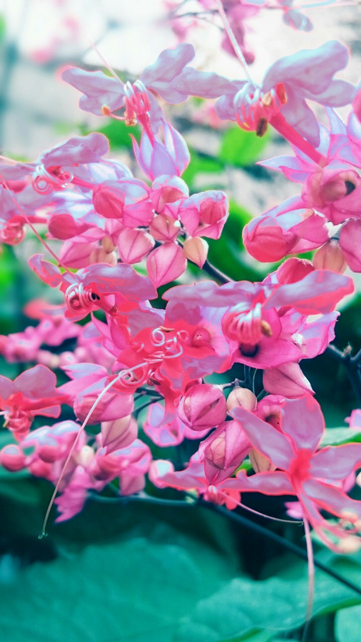 flores