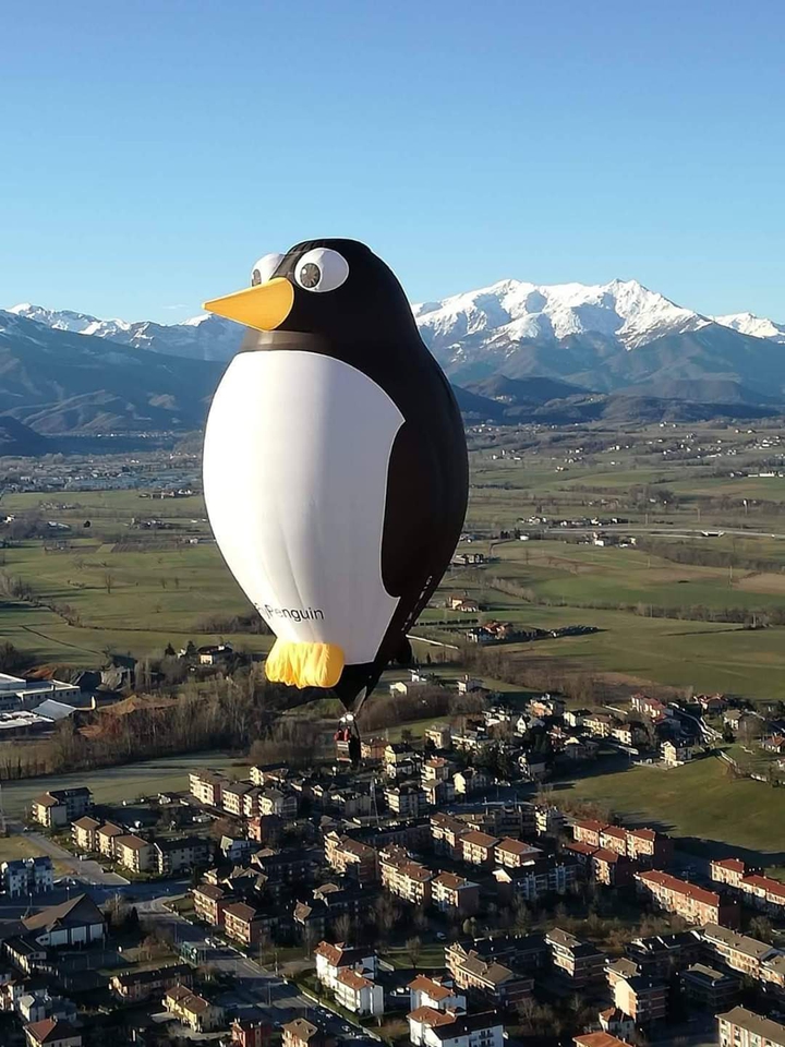pinguin