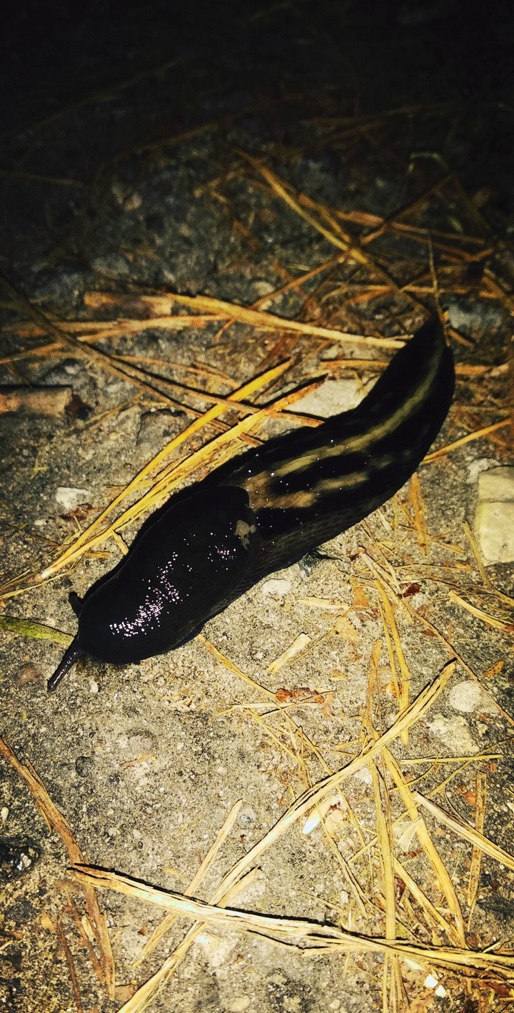 night visitor