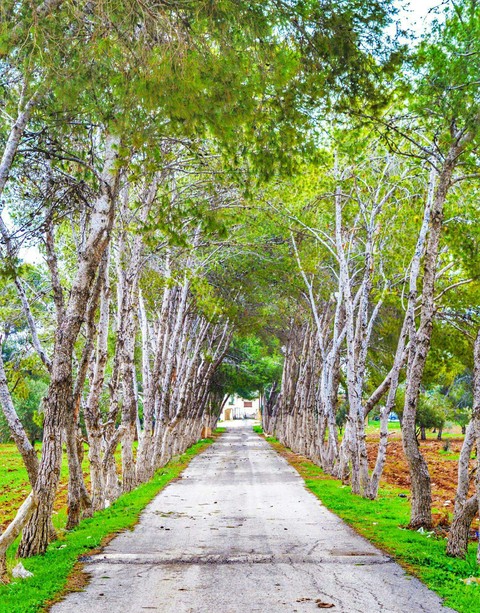 A beautiful city in Jordan ❤ Alramtha ❤