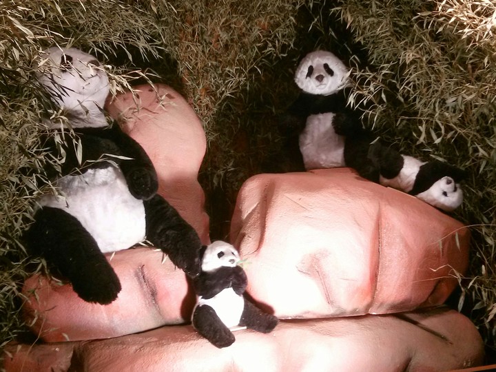 panda family