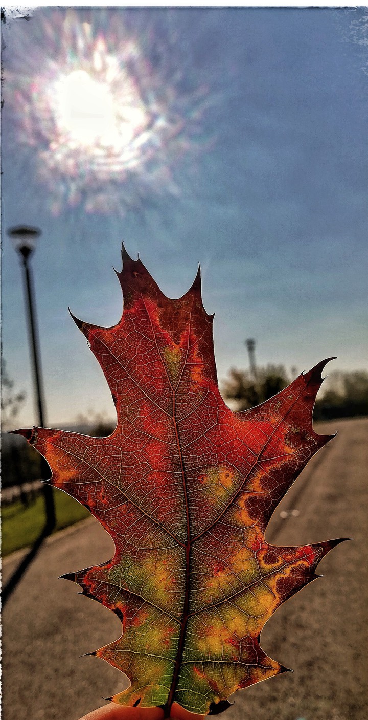 sunny autumn