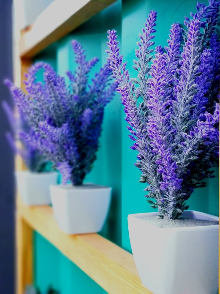 Lavender