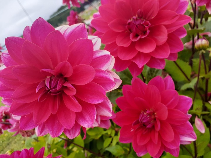 Flores