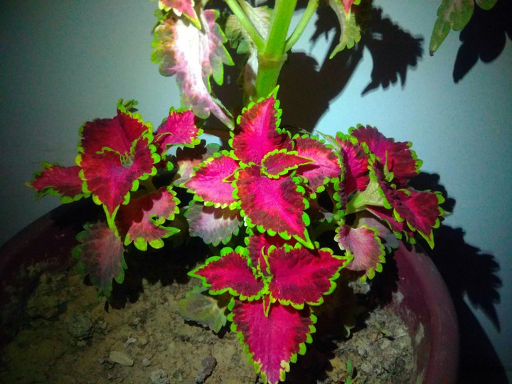 baby Plant's