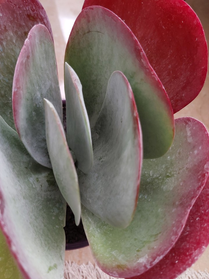 Cotyledon orbiculata