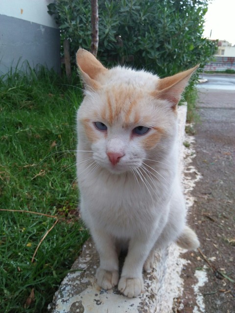 chat