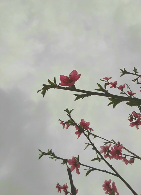 fondos de pantalla pink, carmine