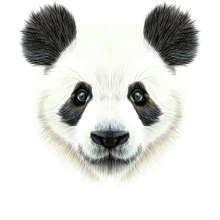 panda cool white black