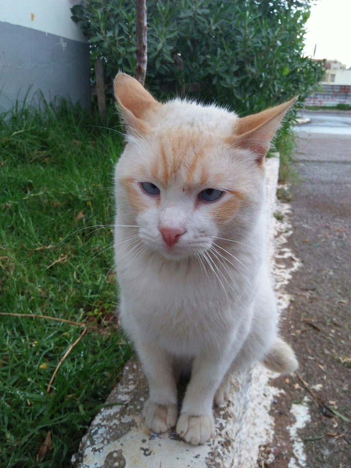 chat