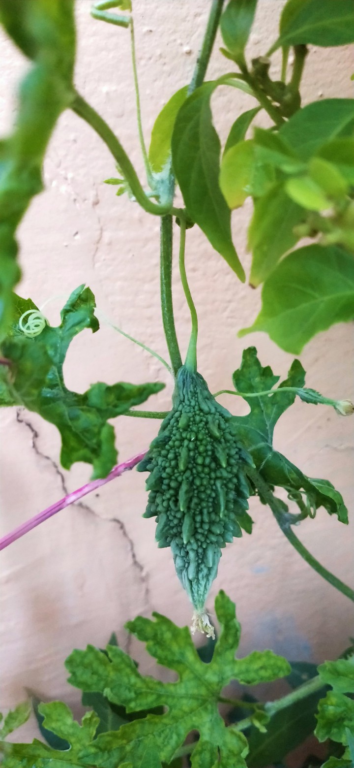 bitter gourd