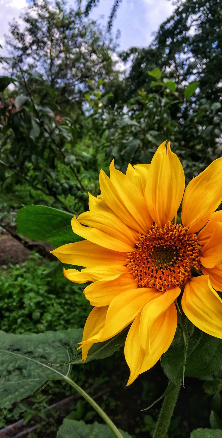 flower