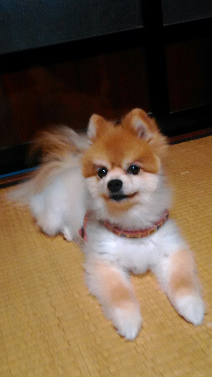 pomeranian