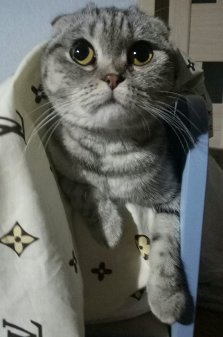Кошка