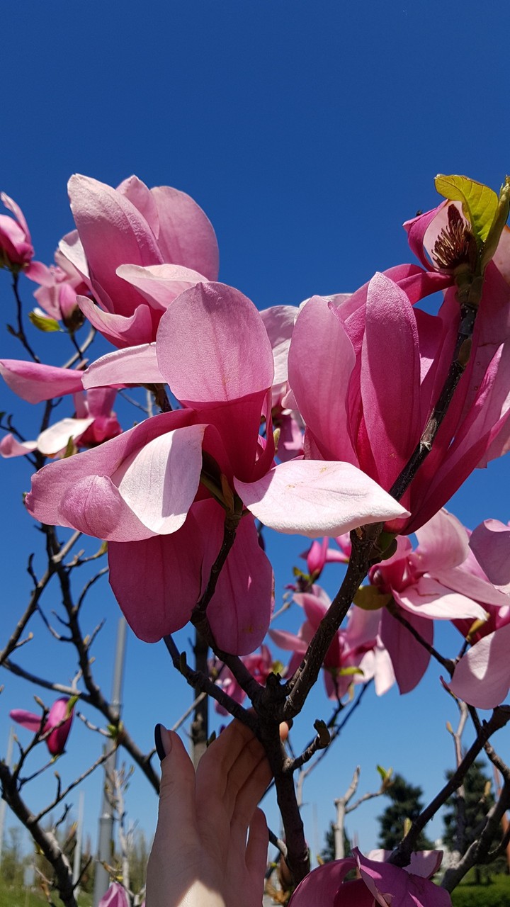 Magnolia