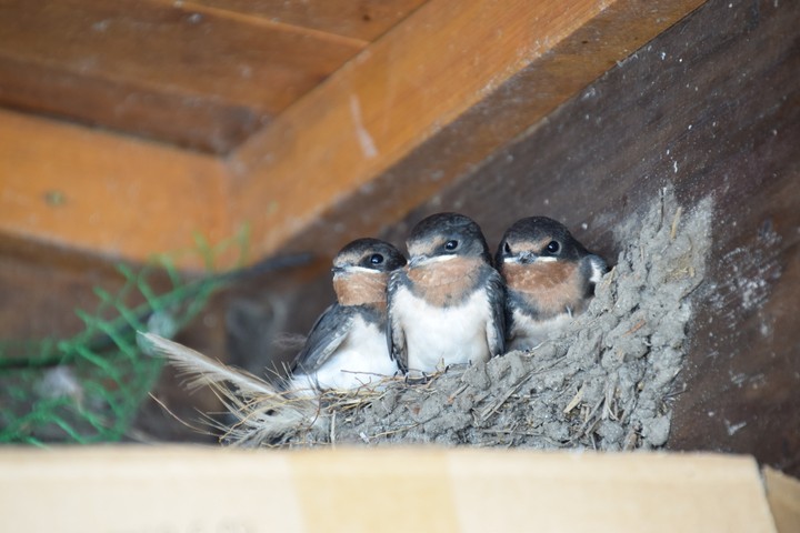 Swallow's child