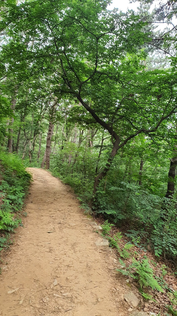 숲속길(road in the woods)