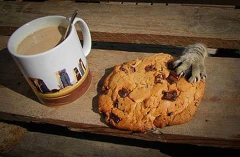 cookies