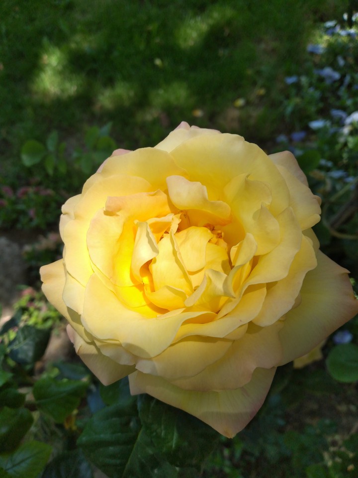Mellow Yellow
