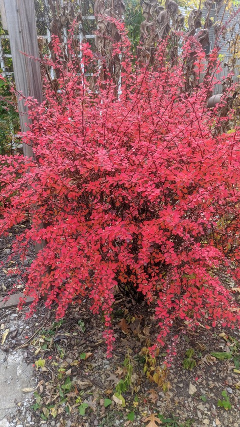 fall