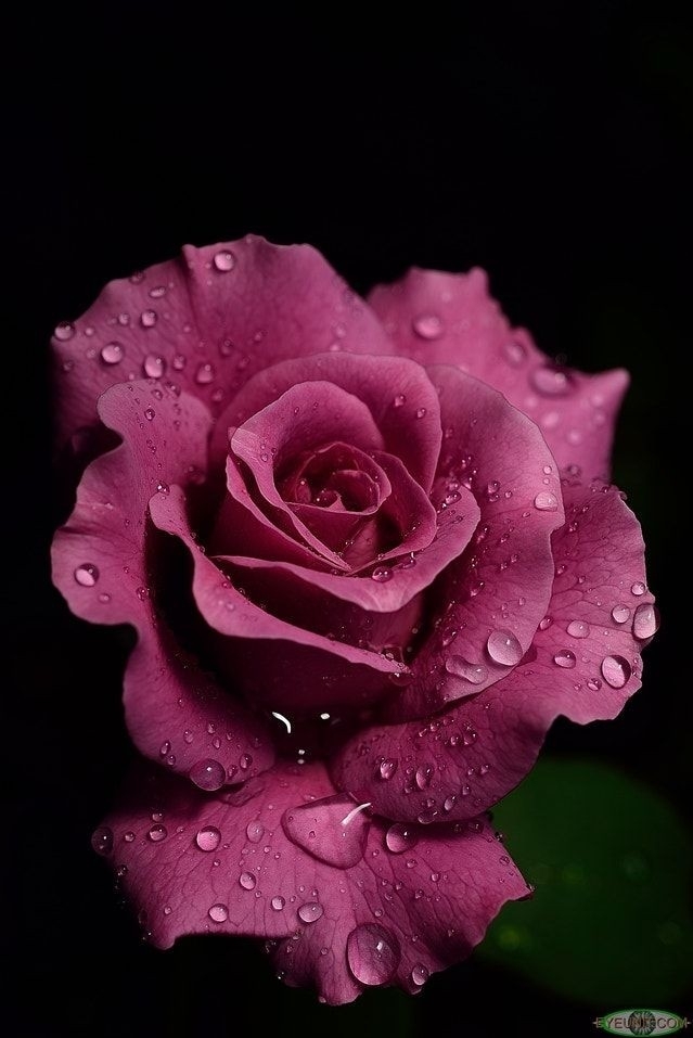 pinkrose