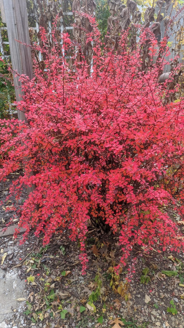 fall