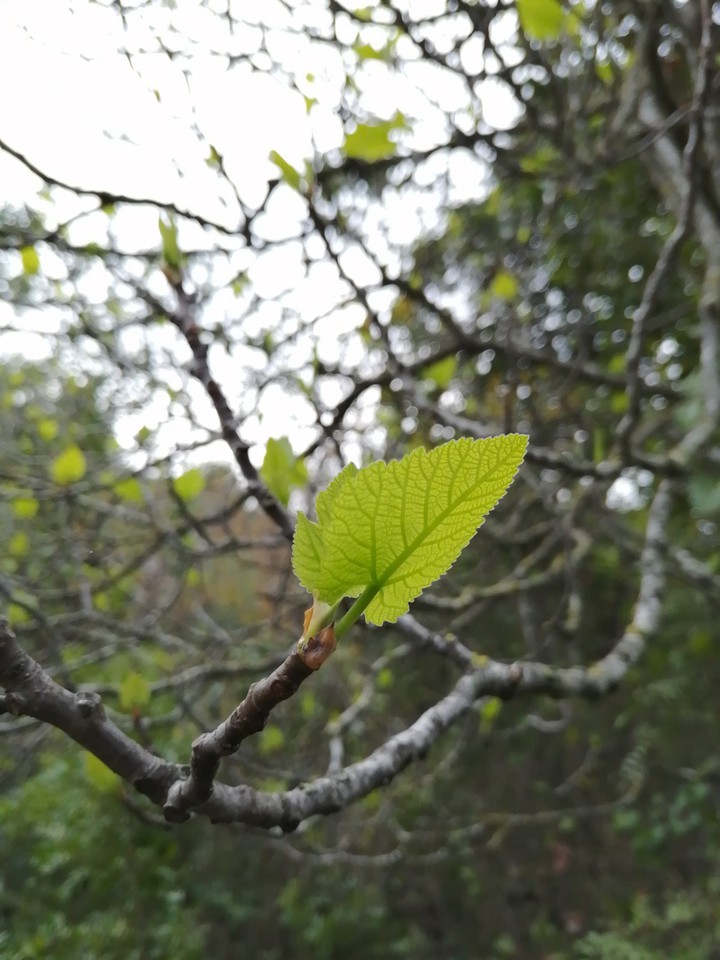 #leaf
