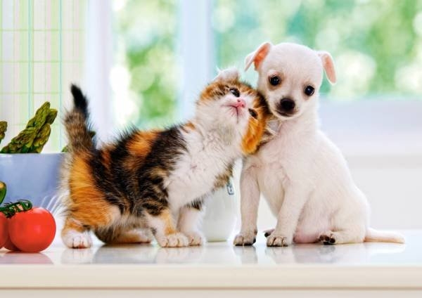 cat and dog