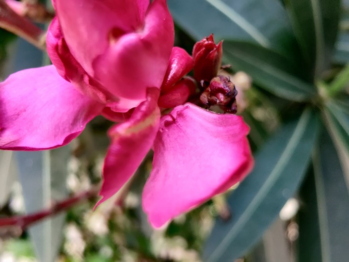 Macro