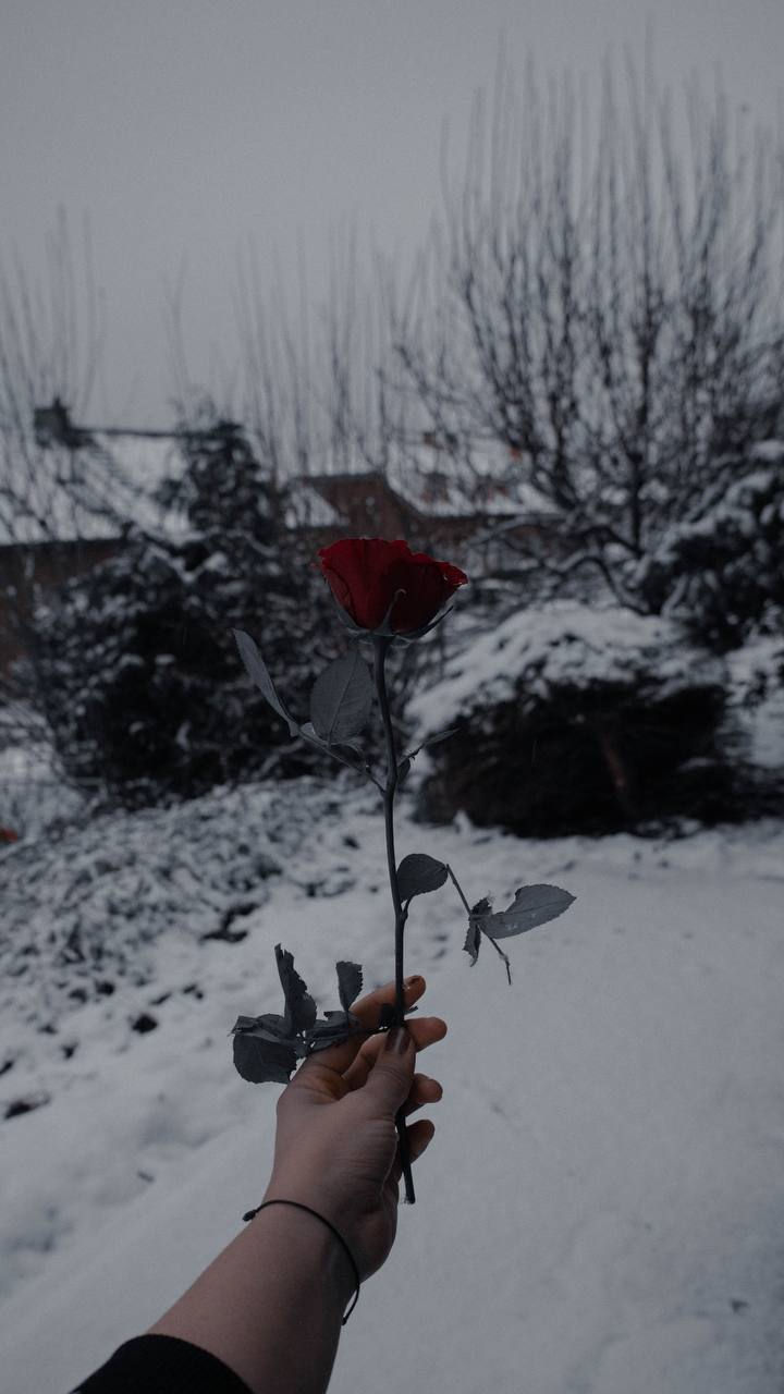 Red rose