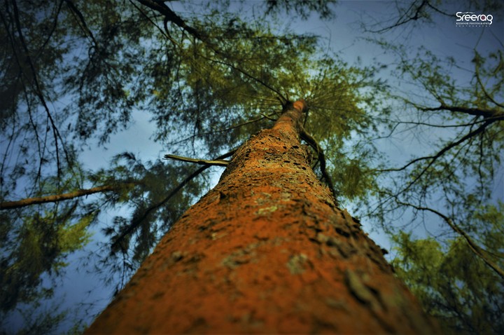 natural