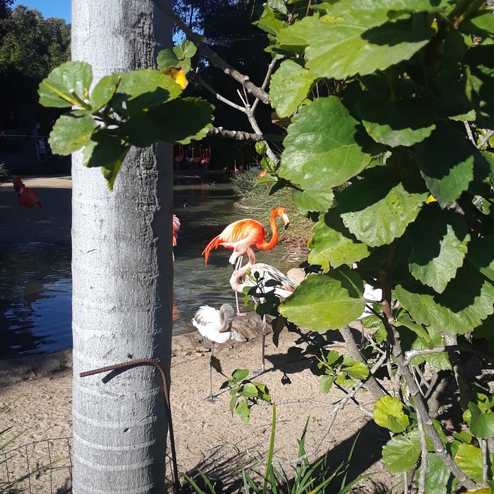 Flamingo in sun