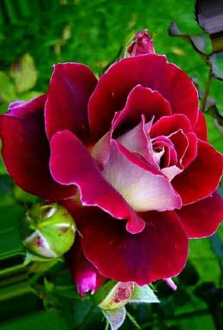 ? Rose #RoseDay