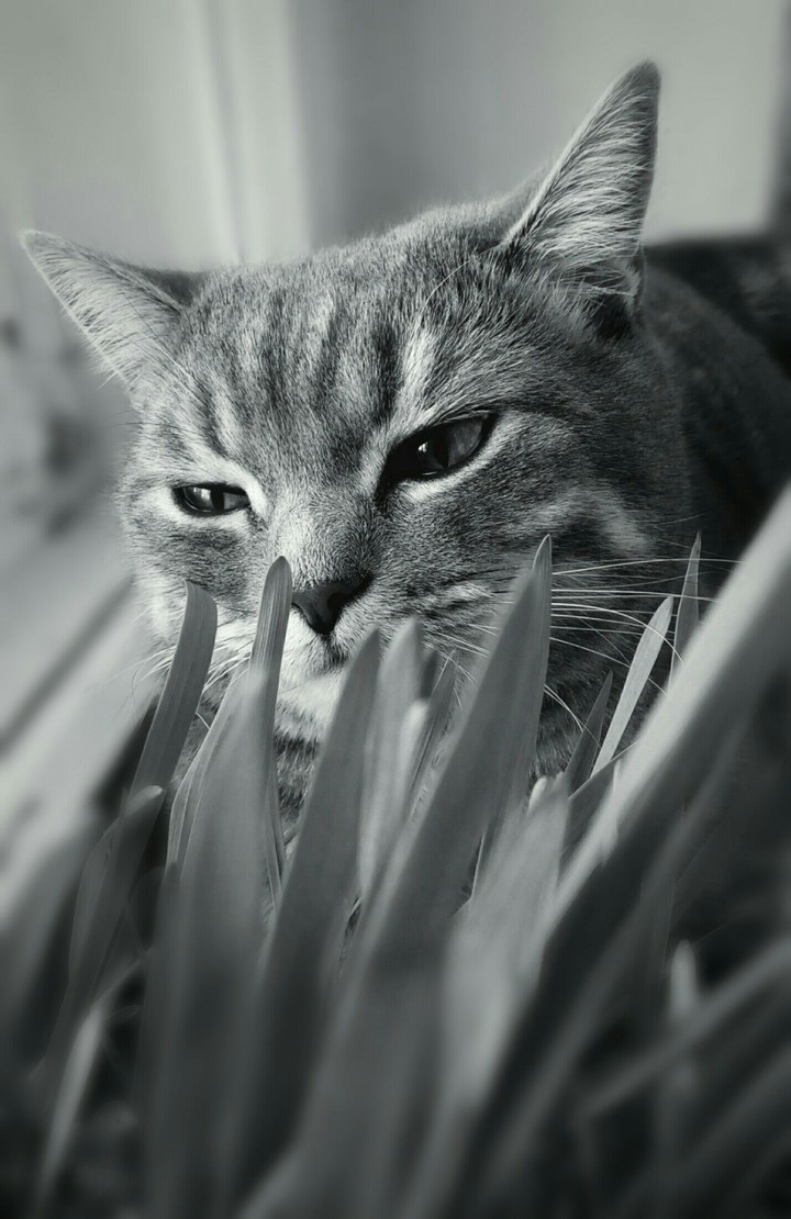 myneighbour