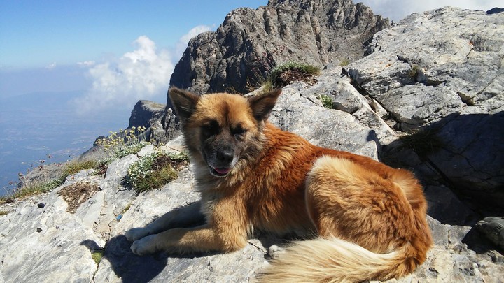 Dog on the Olymp