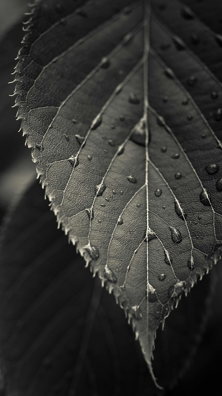 Black Leaf