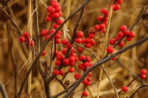 sfondi berry, rowan