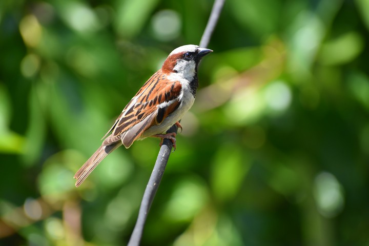 #Bird
