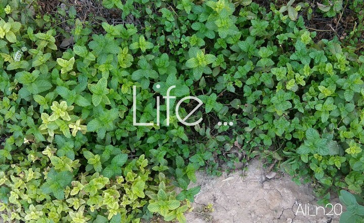 life of plant ... life