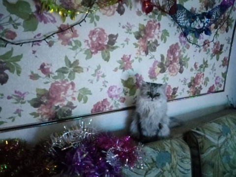 новый год