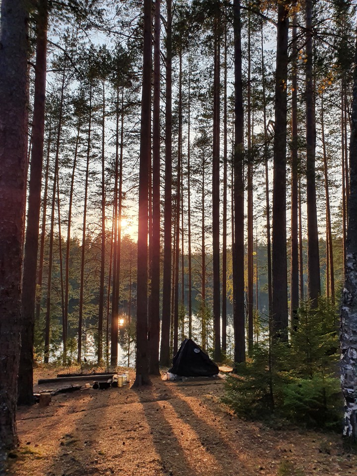 лес