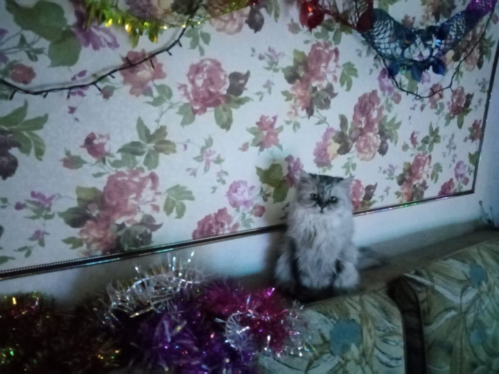 новый год