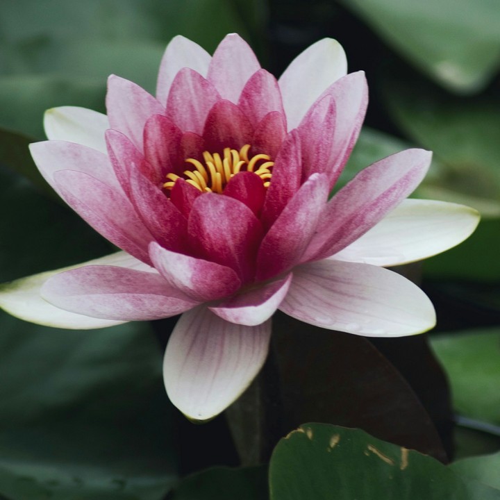 waterlily