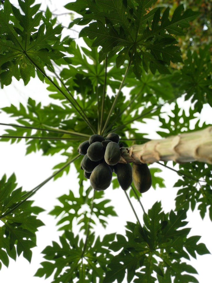 Papaya Beauty