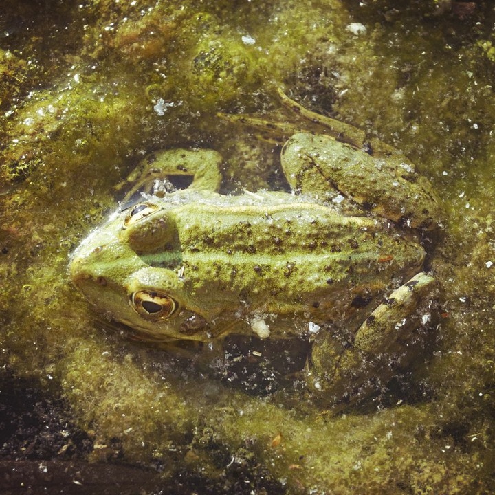 kurbağa
