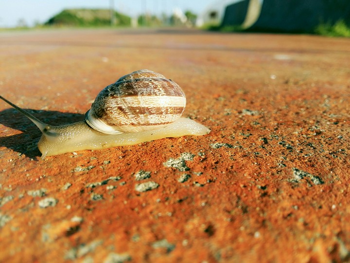 snail is running