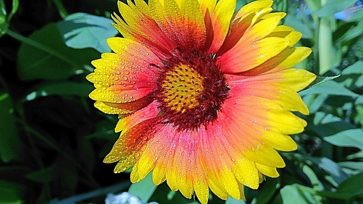 aster